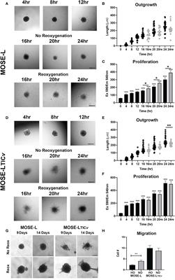 Mitochondrial plasticity supports proliferative outgrowth and invasion of ovarian cancer spheroids during adhesion